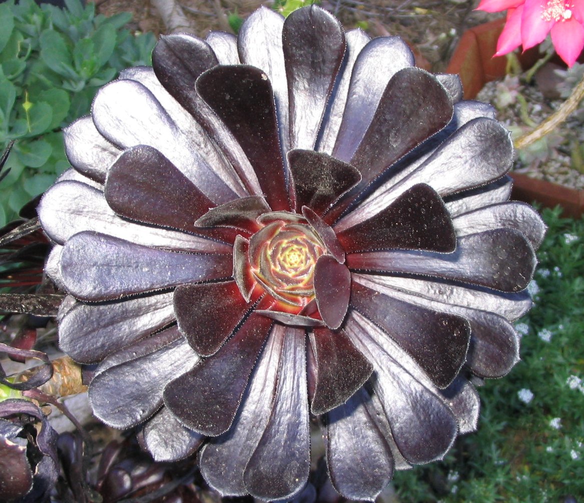 Aeonium aboreum var. atropurpureum
